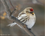 Female Common Redpoll