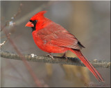 Male Northern Cardinal