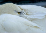 Sleeping Beauty ~ Tundra Swan