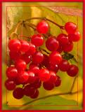American Highbush Cranberry