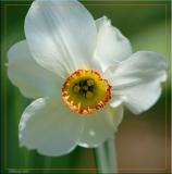 With a Name Like Narcissus....