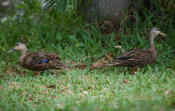 Mr & Mrs Black Duck  rested in my yard for a few hours & I never saw them again  :-(