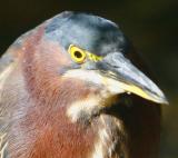 Anothe close-up of the Green-Backed Heron !!