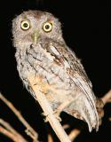 A  little friendly Eastern Screech Owl that I have been trying to get a in focus shot of him in the yard for years.