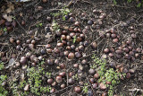 conkers