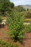 Seedling Butterfly Bush #436 (1046)