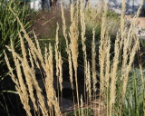 Feather Reed Grass Karl Forster #551 (5997)