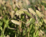 Northern Sea Oats #552 Seeds (5991)