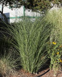Maiden Grass #563 (5981)