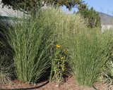 Maiden Grass #563 (5989)