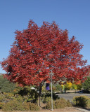 Autumn Purple Ash #111 (8319)