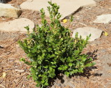 Boxwood Winter Gem #416 (7265)