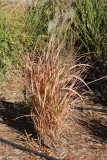 Flame Grass #562 (9916)