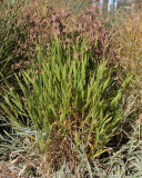 Northern Sea Oats #552 (9917)
