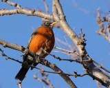 American Robin (3850)