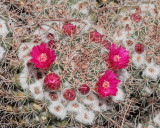 Pink Cactus Flowers (4304).jpg