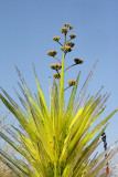 6624 - Agave Flowers behind Glass Yucca