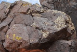 Lichen-Covered Basalt (7275)