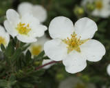 Abbotswood Potentilla #405 (9131)