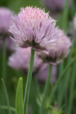 Chives #608 (9059)