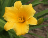 Daylily in Wildflower Garden (9086)