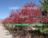 <a href=http://www.pbase.com/lamg>Los Alamos Master Gardeners</a>