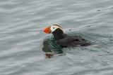 Tufted Puffin (7645)