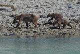 Brown Bear with Cubs (8088)
