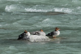 Common Mergansers (8374)