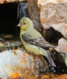 Lesser Goldfinch #4295