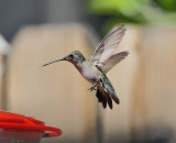 Black-chinned Hummingbird (Female) #4646