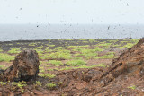 Genovesa Landscape with Flying Birds (6381)