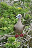 Red-footed Booby on Branch (3258L)