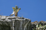 Nazca Booby on Cliff with Cactus (3277L)