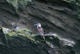 Blue-footed Booby on Isabela Cliff (3372L)