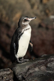 Galapagos Penguin (6886)