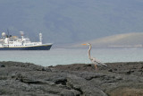 Blue Heron with NG Boat Behind (3430L)