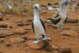 Blue-footed Boobies (3573L)