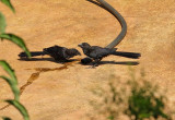 Smooth-billed Ani (8649)