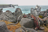 Marine Iguanas on Punta Suarez (9170)