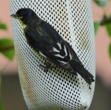 Lesser Goldfinch (Black-backed form) #7870