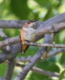 Rufous Hummingbird #9846
