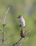 Ash-throated Flycatcher #0074