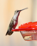 Black-chinned Hummingbird (Female) #0357