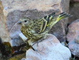 Pine Siskin (Green-morph?) #0752