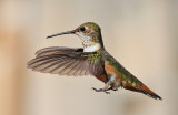 Rufous Hummingbird #1416
