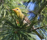 Western Tanager #2477