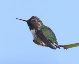 Annas Hummingbird #9511