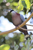 Collared Imperial Pigeon (9817)