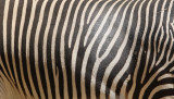 Stripes (9698)